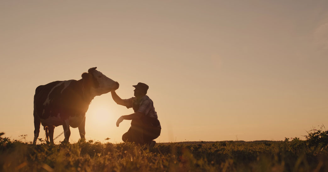 Featured image for “The Farmer’s Cow: A Viable Retail Model for Quality Local Farm Products”